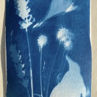 “Pingvin på havevandring” cyanotypi 10x14,5 